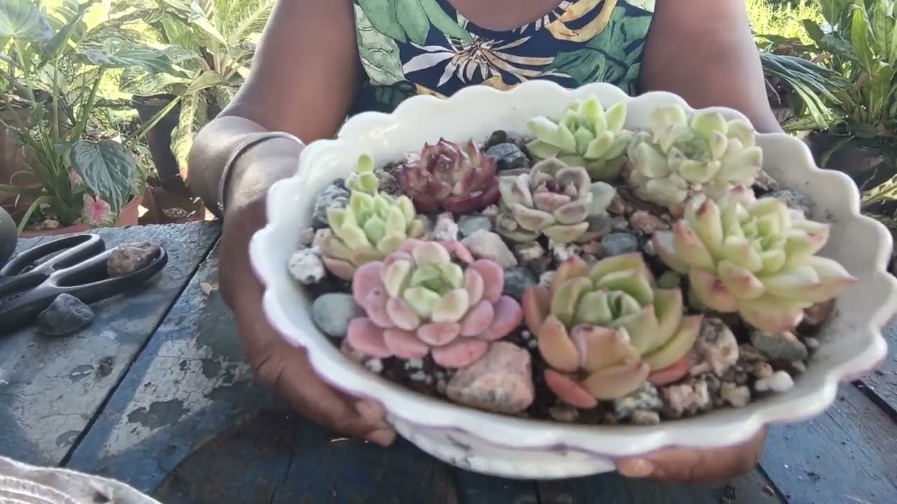 Sembremos una coreanitas/salvemos mi echeveria Pallida. #parati #suculentascoreanas #echeveria #fyp 