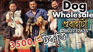 dog market in guwahati | pets wholesale market in guwahati | মাত্ৰ 3500 টকাত পাব |