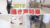 猫の鳴き声 猫を魅了するための音 Youtube