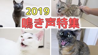 猫4匹の鳴き声総集編