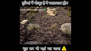 इस Island पर पए जत ह सरफ सप सप स भर एक दनय