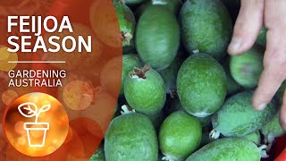 Feijoas – how to plant and harvest abundant fruit | Growing Fruit and Vegies | Gardening Australia