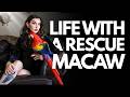 What It’s Really Like Living With a Rescue Macaw | Mona the Macaw