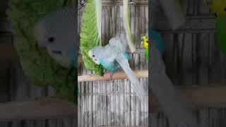 Cute Parakeets Singing, Talking, Kissing, and Eating Veggies, #shorts Cute Budgies Chirping.