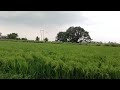 Beautiful Punjab ♥️    #punjab #beautifulpunjab #india #agriculture #beautifulnature 