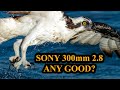 Sony 300mm 28 ridiculously good or just ridiculous part 1 of 3 wildlife bird photography