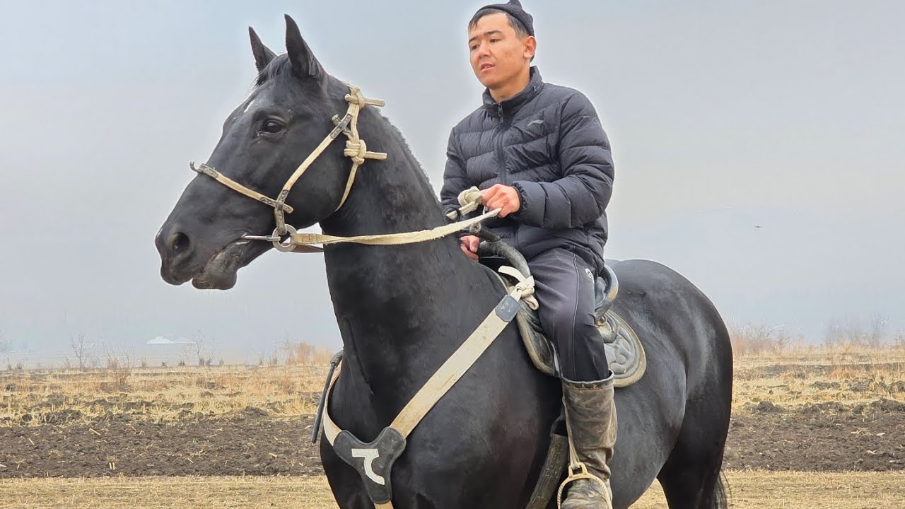 ШОК БАА МЕНЕН ШОК КЫЛДЫ ЗАКА