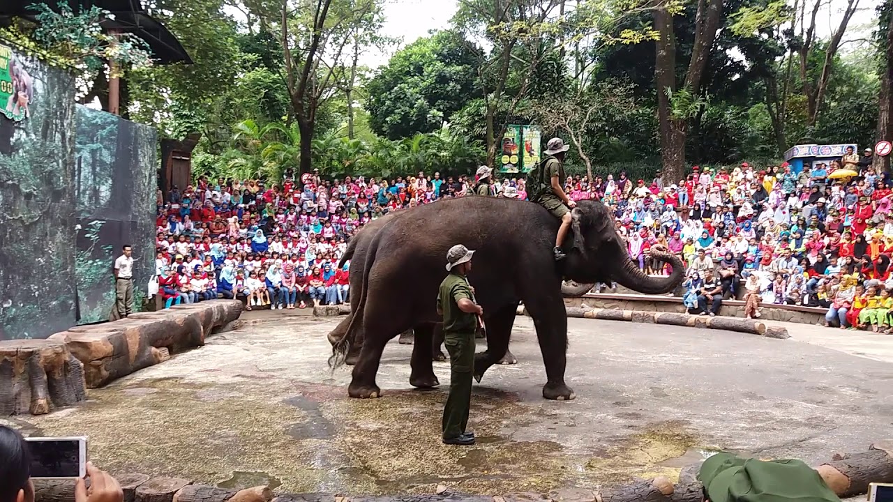 Taman safari - YouTube