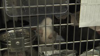 More cats rescued in Des Moines hoarding case