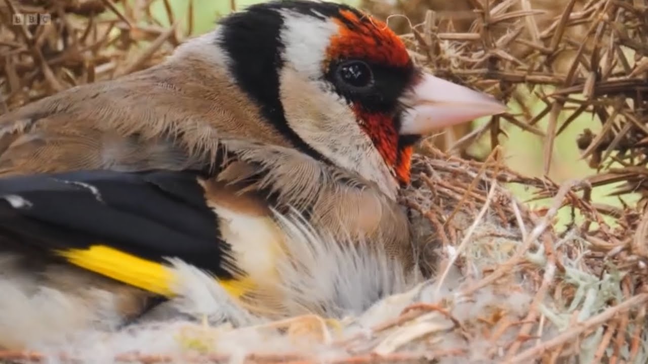 Compilation of the Goldfinch Nest at RSPB Arne | Springwatch 2024