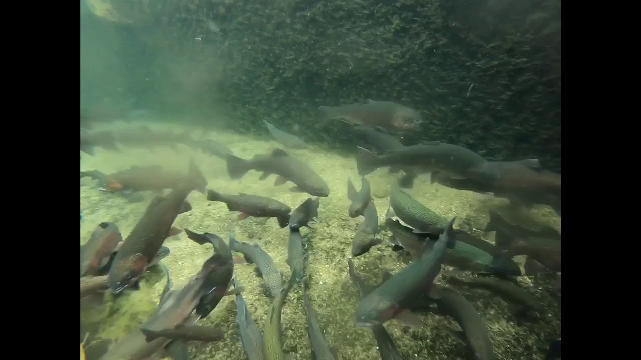 Idaho Fish Hatchery YouTube
