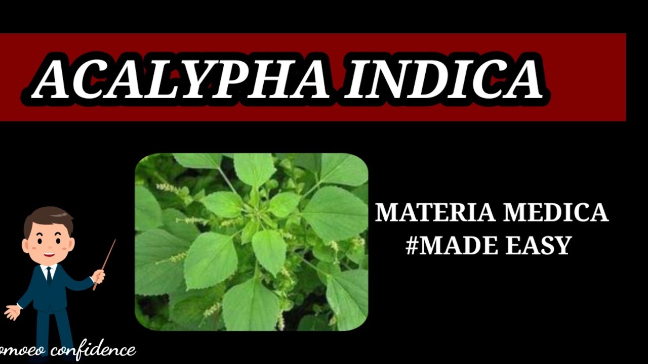 Acalypha indica / homoeopathic medicine