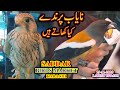 Saddar Exotic Birds Market 29-11-20 Rare and Beautiful Birds Shop Karachi Updates Video