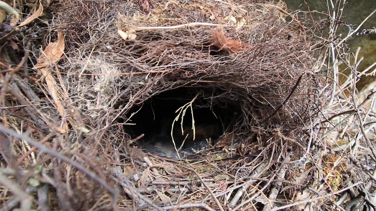 Lyre Bird Nest
