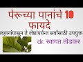 पेरूच्या पानांचे 10 फायदे -dr. स्वागत तोडकर