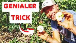 Das Ist Der Perfekte Zeitpunkt Zum Pflücken Deiner Äpfel Einfacher Trick
