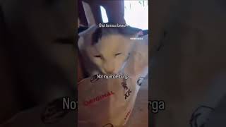 Memes I found on the internet 202 #memes #trending #shorts #humor