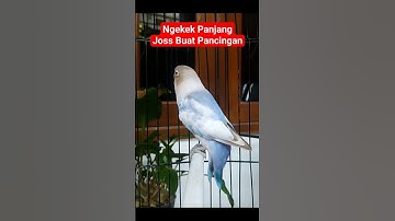 Pancingan suara lovebird ngekek panjang, Mantab👍
