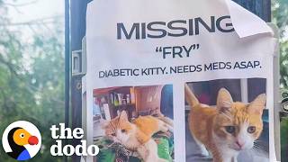 missing cat ends up other side country dodo