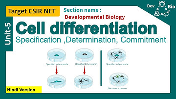 Differentiation | commitment | Specification | Determination | CSIR unit 5: developmental biology