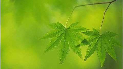 سورة الأنبياء بصوت القارئ أكرم بن إبراهيم آل حويس