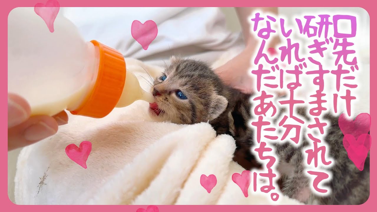 ★新品・未使用★ Emil Helbig工房　ミルクを飲むネコの親子 Emil Helbig工房 ミルクを飲むネコの親子人気定番，豊富な ミルクを