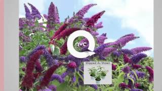 Cottage Farms Dazzling Design 3-piece Tricolor Butterfly Bush on QVC