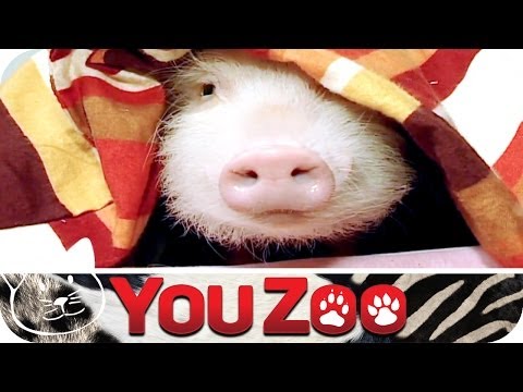 Mini Pig Trainer │ YouZoo
