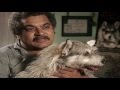 "Animal Magnetism" - Ginny, the Cat Rescuing Dog