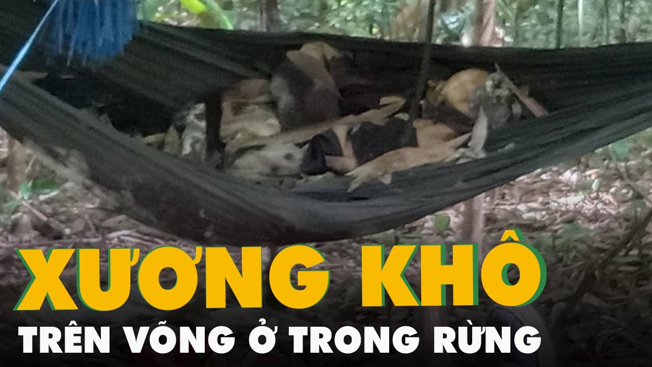 Phát hiện hai bộ xương khô trên võng tại rừng Gia Lai - youtube