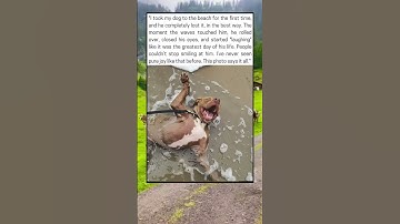 Took my dog to the beach for the first time.🐾❤️