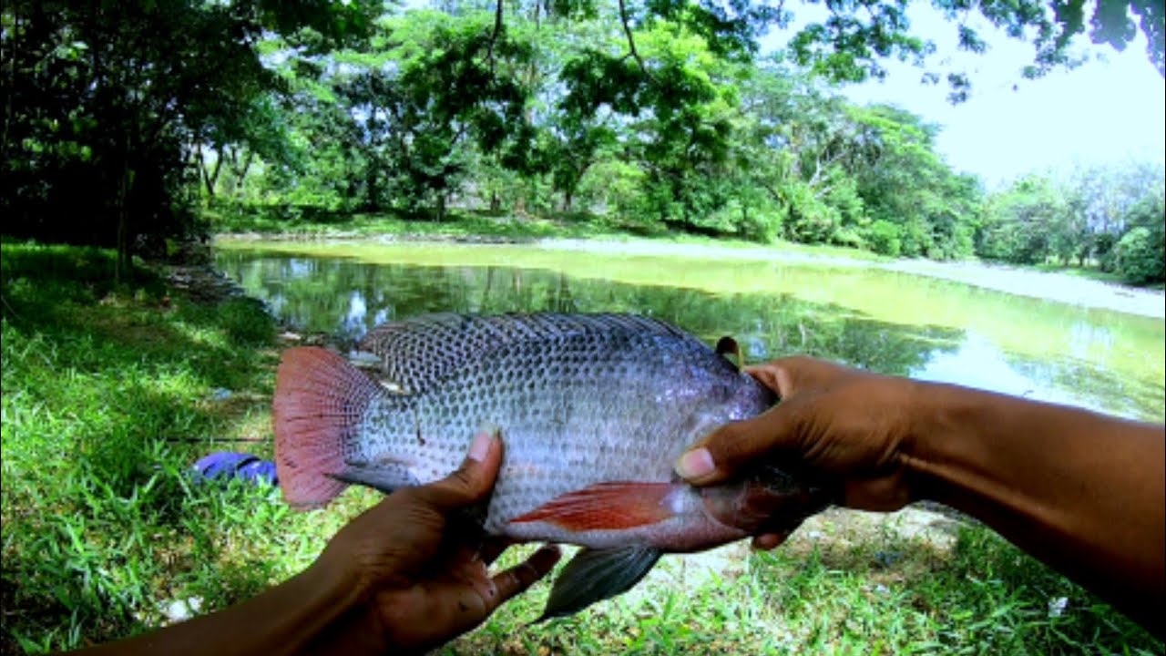 Mancing garong mancing sengget di spot anti boncos