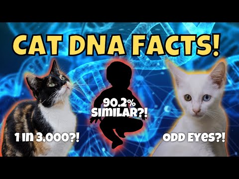 Video: Tiesa apie „Tabbies“: pagrindinė pokalbio katės genetika