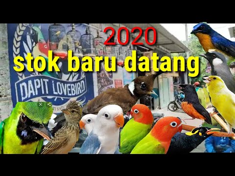 Burung Baru Datang Minggu 2020 Ke 3 Prenjak Cililin Beo Cendet