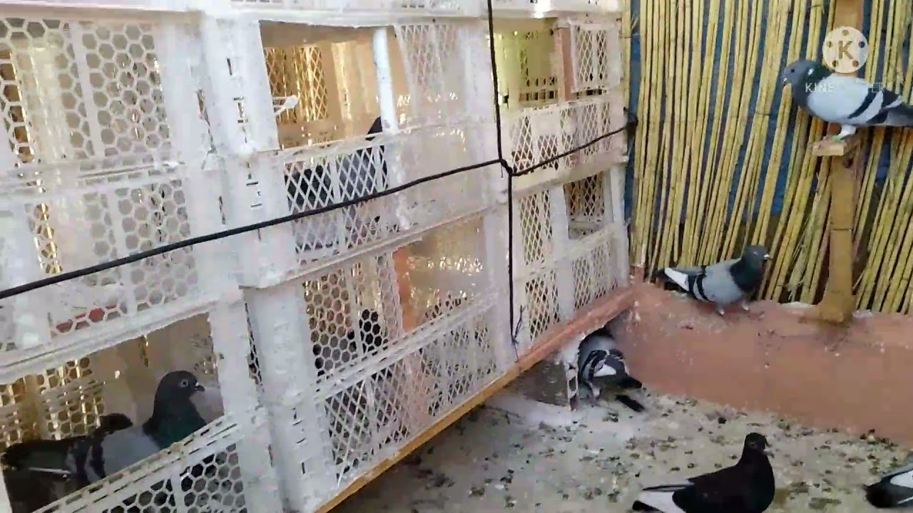 حمام الفعل مراكش ✨ ستيل جديد وااااااااااااعر في البركه + استفادة الى المبتدءن 🌹🌹🌹🌹🕊️👍