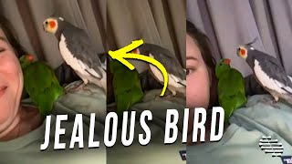 Jealous Bird Introducing Itself to the New Bird