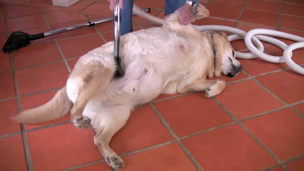 Vacuuming hairs from dog YouTube