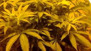 My First Alien Dawg 1 Week Into Flower