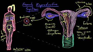 Khan Academy - Anatomy of the Female Reproductive System