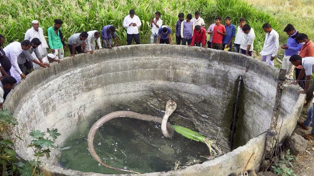 ये इच्छाधारी नाग कर रहा है लोगो से बात ,वीडियो देखकर आपके भी होश उड़ जायेंगे#ichchadharinagin