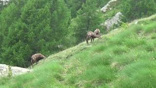 Gran Paradiso Gemzen