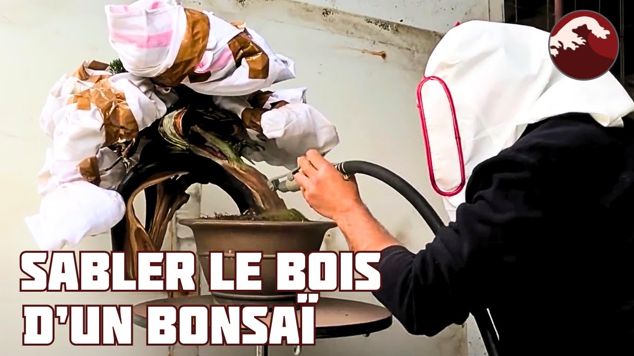 Technique pour SABLER le BOIS MORT du GENEVRIER 🌱 NEJIKAN BONSAI 🌱