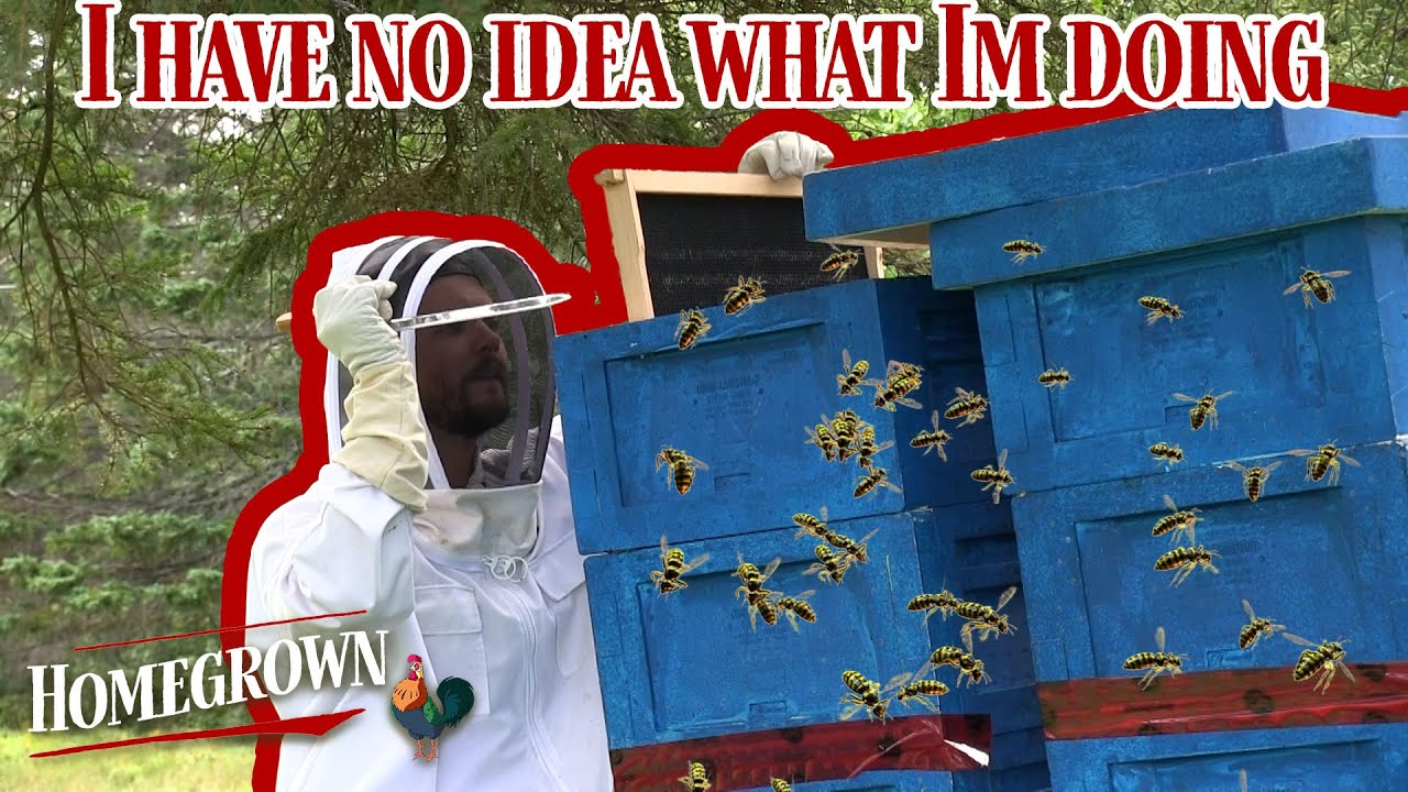 Opening my hives for the first time Beekeeping New Brunswick YouTube