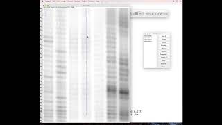 HYDROIDexp, Stage 1: Gel image digitization using ImageJ