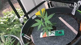 Tag 35  #amnesiahaze #hazeberry #specialqueen1 #mimosa #northernlight