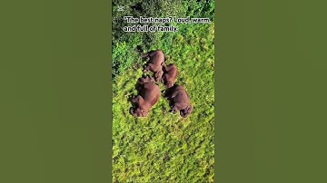 Thumbnail of What dreams unfold behind those closed eyes?❤️#wildlife #animals#wildlife#elephantbaby#nature#cute