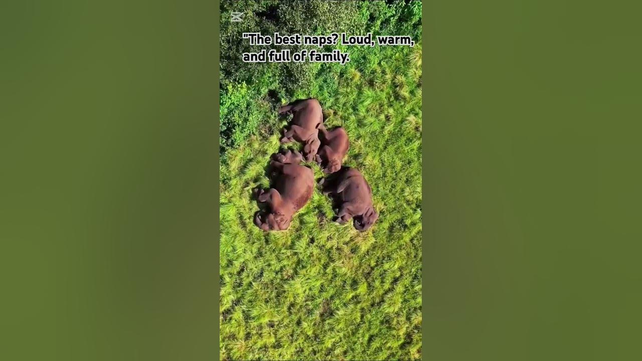 What dreams unfold behind those closed eyes?❤️#wildlife #animals#wildlife#elephantbaby#nature#cute