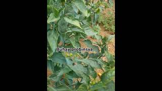 Naisira Mga Bunga Ng Bell Pepper Ko