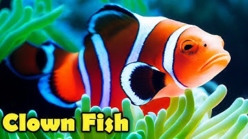 10 Facts About The CLOWNFISH You Didn