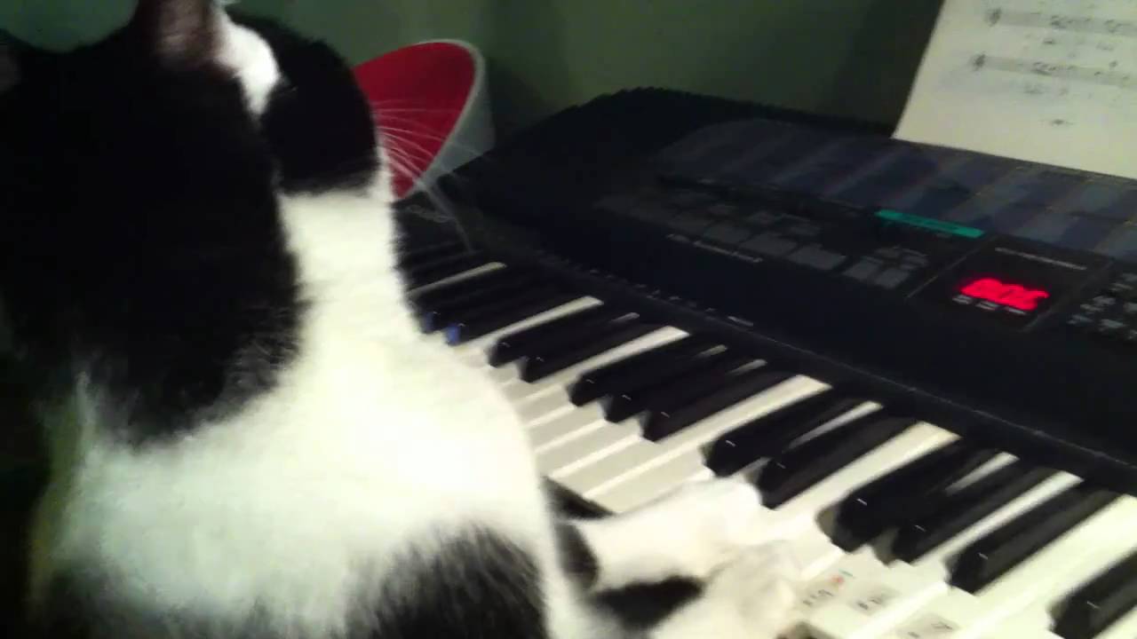 Cat Music Prodigy: Haipi - YouTube